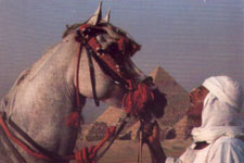 Egypt-Cairo-Desert, Nile and Pyramids Equestrian Getaway